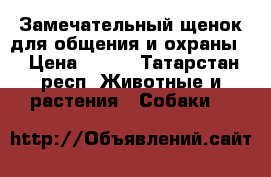 Замечательный щенок для общения и охраны. › Цена ­ 100 - Татарстан респ. Животные и растения » Собаки   